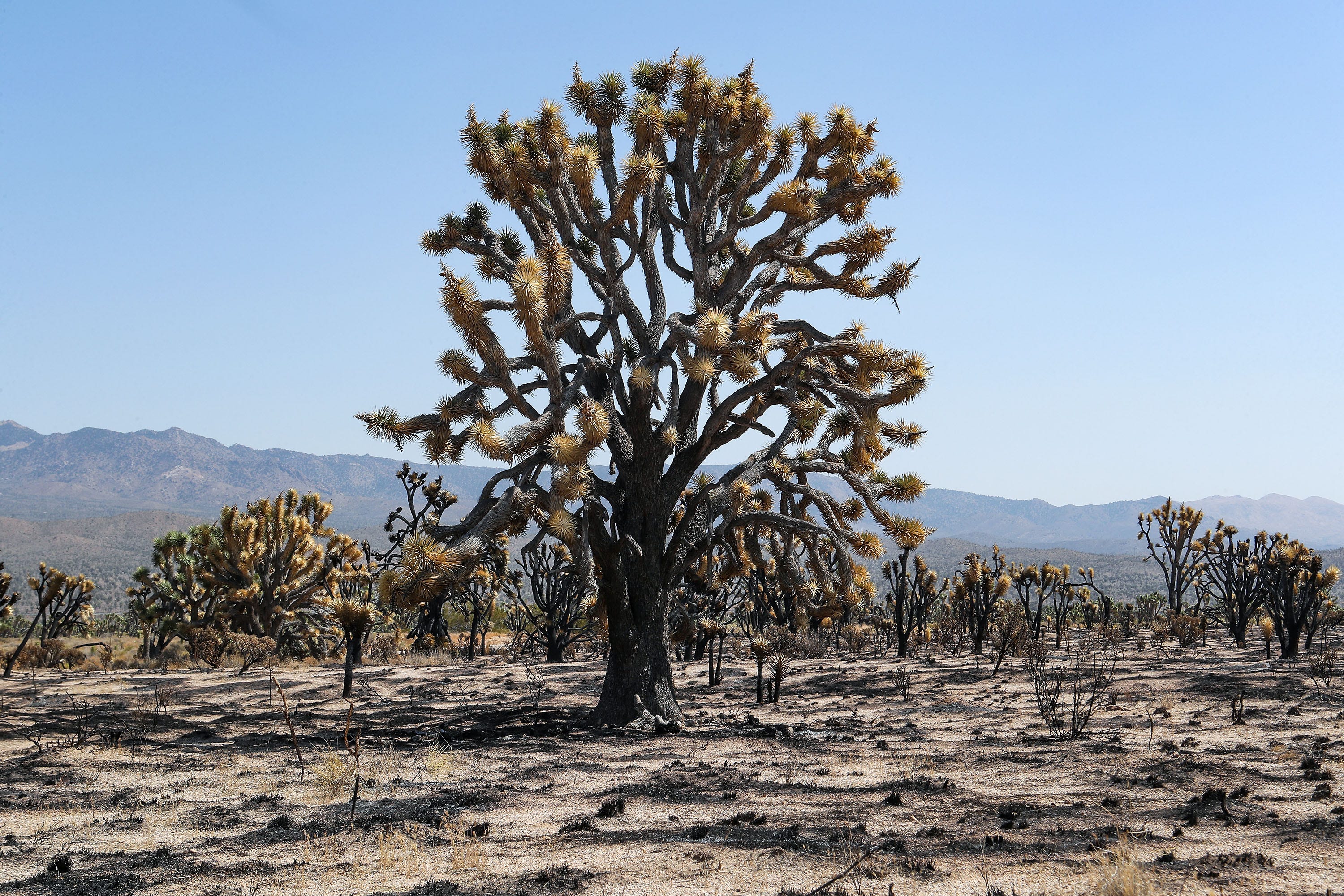 A large eastern Joshua tree was burned in the Dome Fire in the Mojave National Preserve.