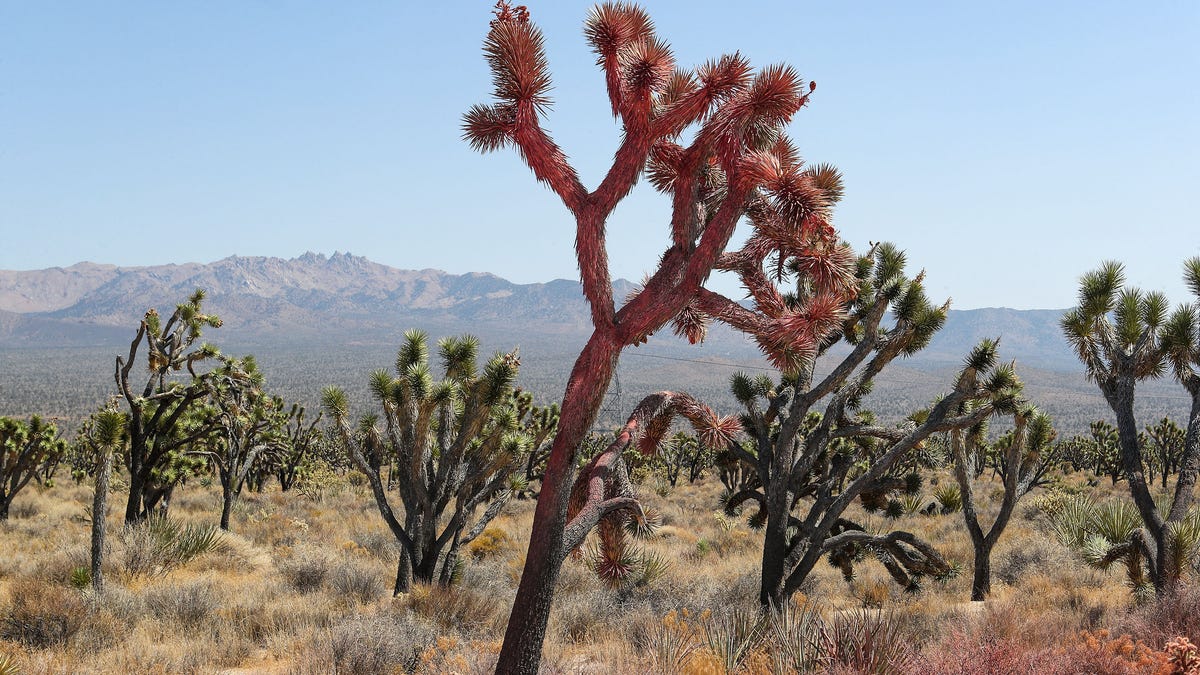 Destruction of Joshua trees in Dome Fire shows climate change's carnage