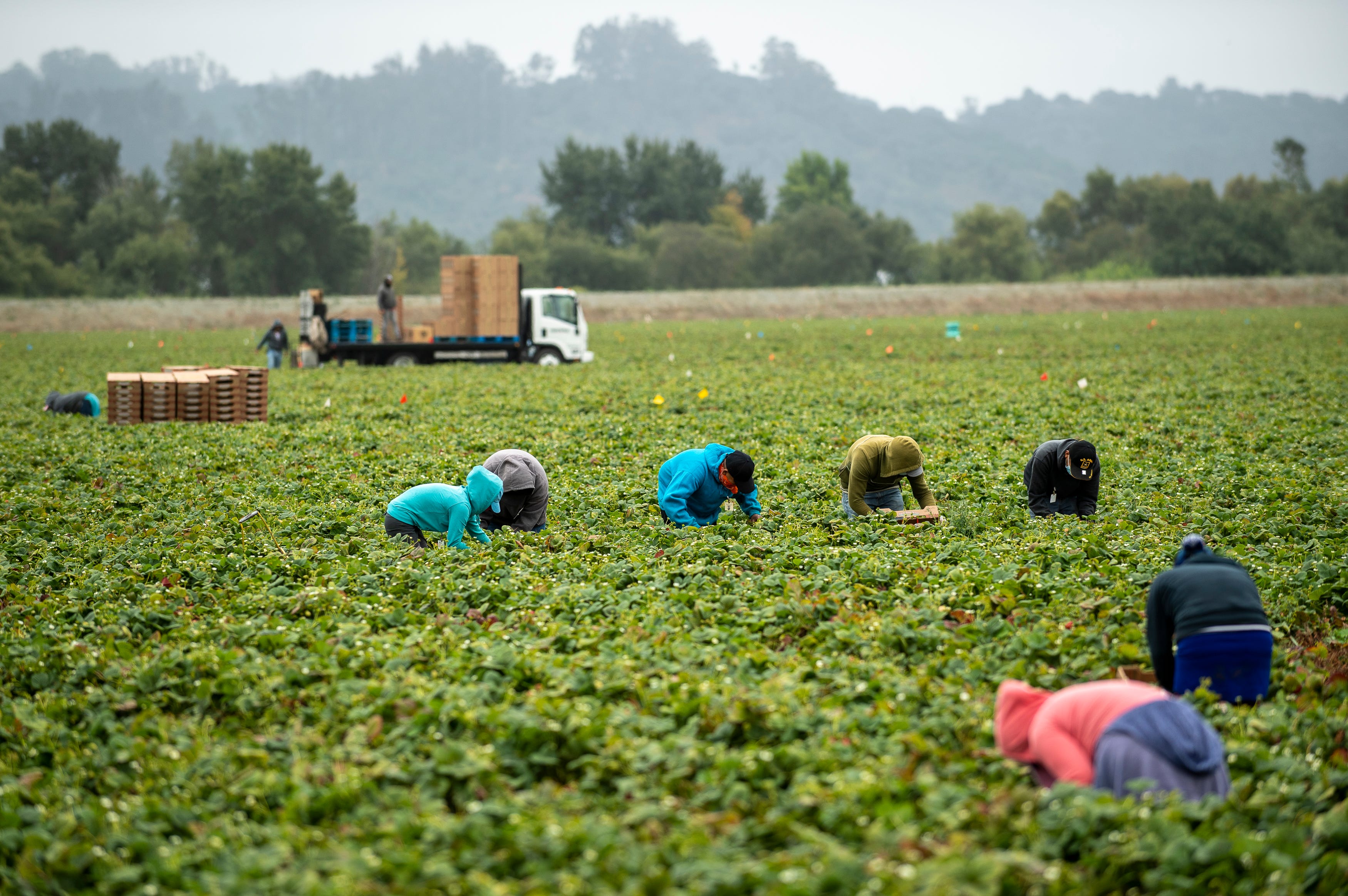 A row of five farmworkers pick strawberries in synchrony  near two others in Watsonville, Calif. All of them are wearing long sleeves to protect their skin from the elements.