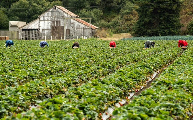 Farmworkers, all wearing long sleeves, bend down to pick strawberries in Watsonville, Calif.