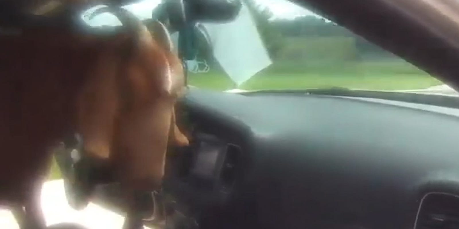 Goat hops into Georgia cop car, chews papers, head-butts deputy