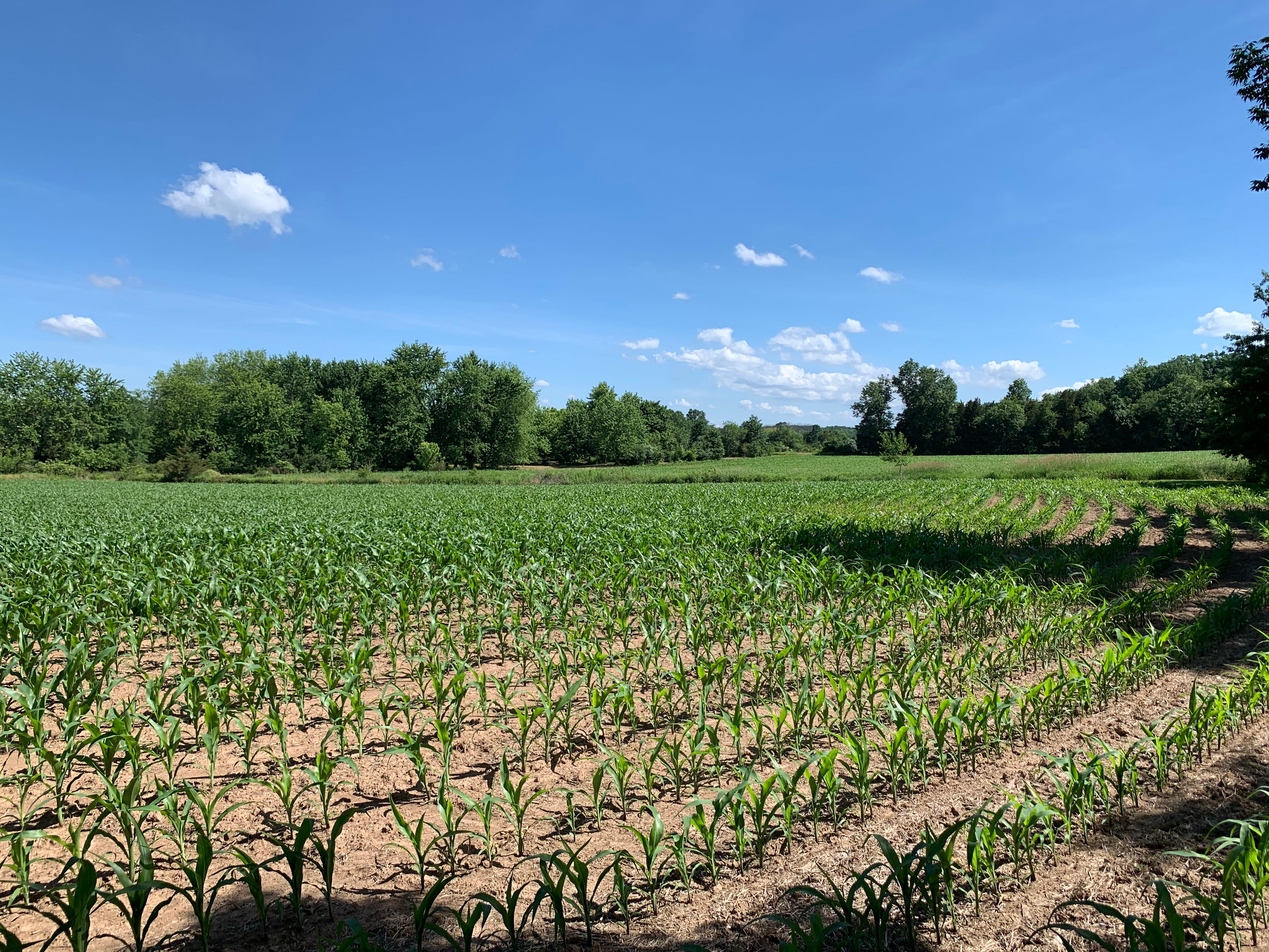 Bedminster farm preserved