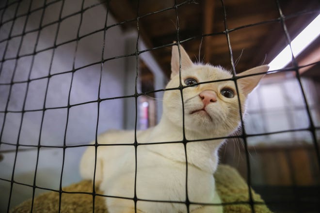 Cats wait to be adopted at The Cat's Meow Adoption Center in Las Cruces on Tuesday, Sept. 8, 2020.