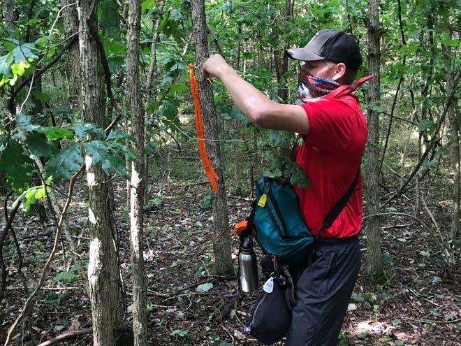 Subcontractor Branden Schwab ties orange markers on trees to mark the path of the new 7-mile mountain bike trail at Fellows Lake.