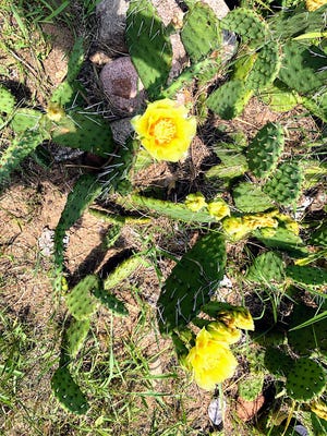 This little prickly pear cactus has survived both deer and Wisconsin winters to serve as a delight to its owner.