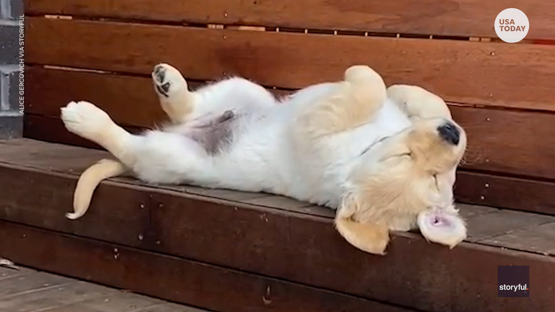 golden retriever puppy snoring