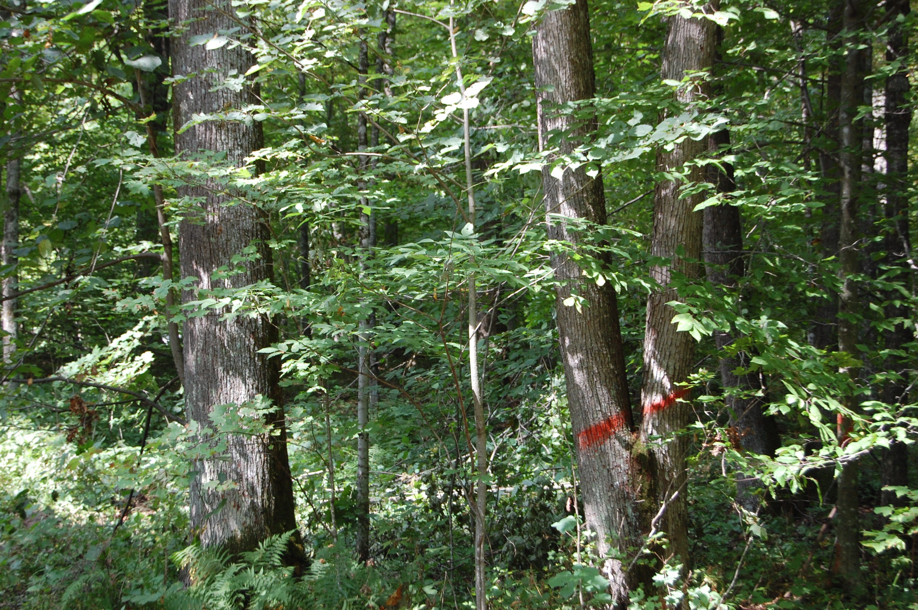 The forked tree to the right is targeted for harvesting while the healthy tree on the left will be left to grow by Menominee Tribal Enterprises in the Menominee Forest.