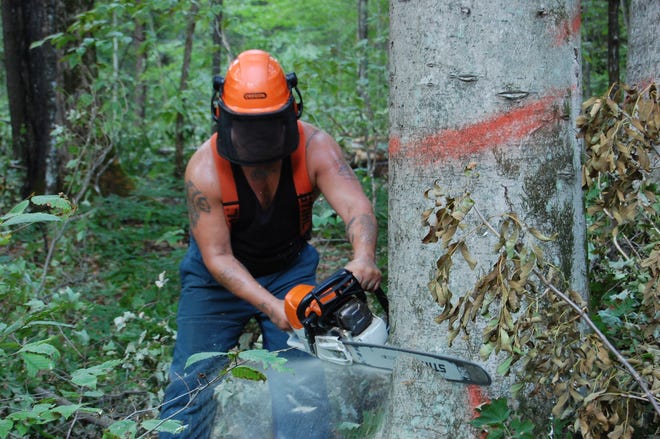 Keith Klitz is a Menominee "hand-sawer," or lumberjack employing careful techniques to target certain trees for harvesting from the Menominee Forest.
