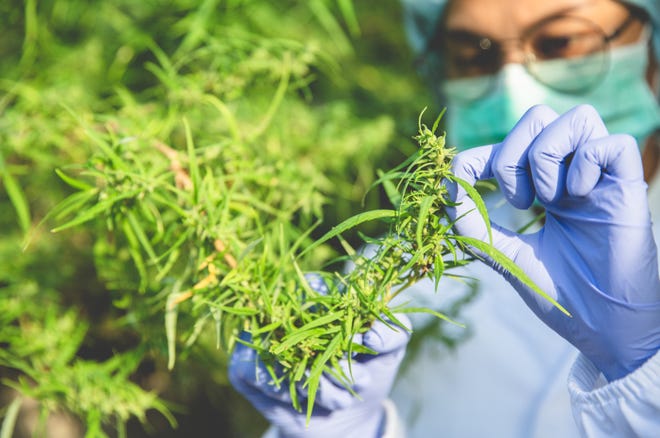 How to find the right cannabis strain How to find the right cannabis strain