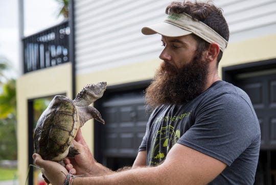 Adam Pottruck of Adam's Animal Encounters checks on one of his snapping turtles at his Pine Island home on Wednesday, September 9, 2020.