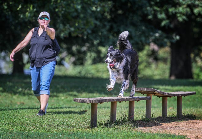 Derby, a two and a half year old Border Collie, responds to direction from owner Virginia Meneghetti at Seneca Park on Thursday, September 10, 2020.