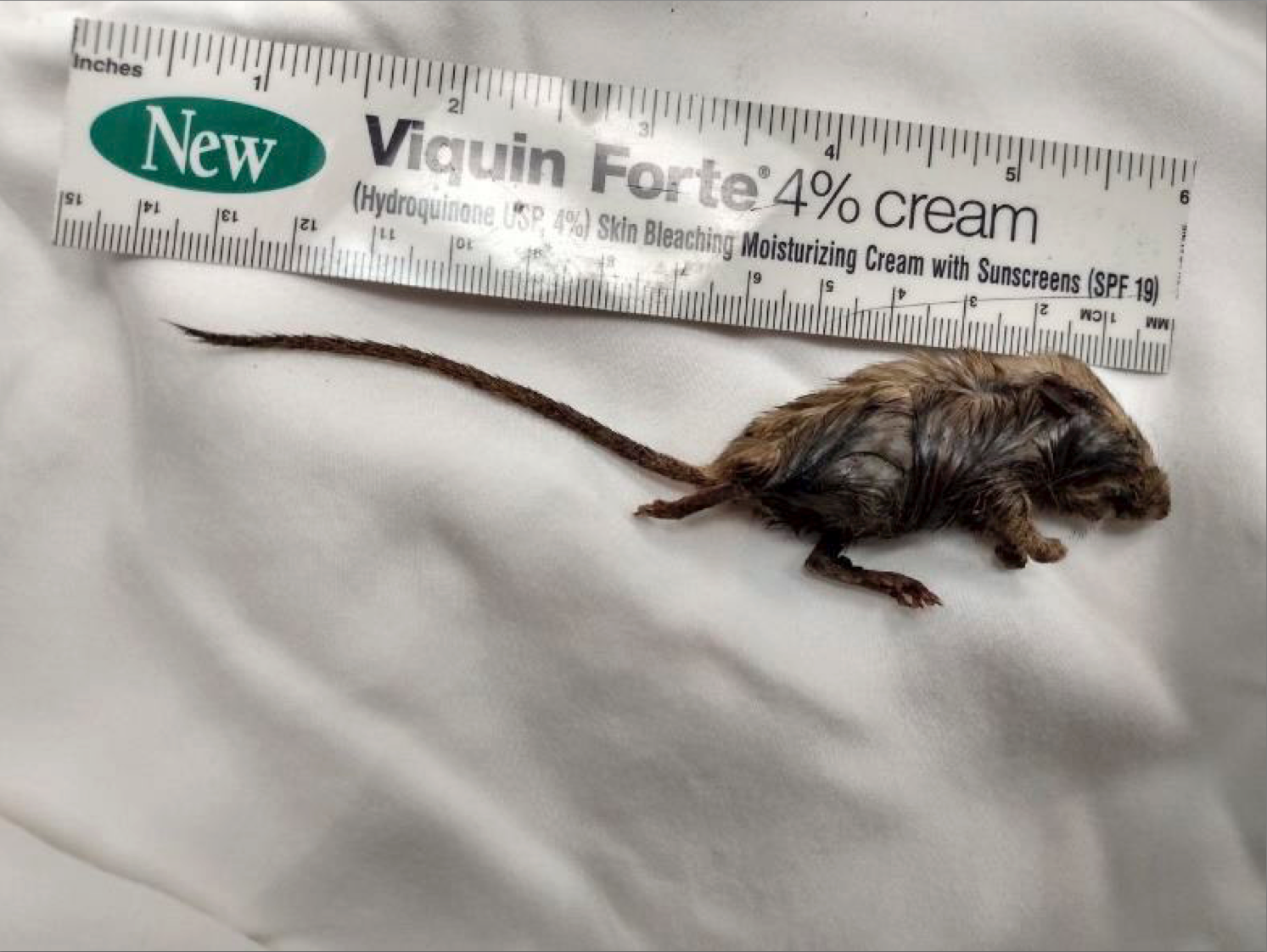 A dead and oiled Western harvest mouse found by the GS-5 surface expression near McKittrick, California.