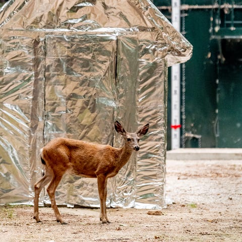 A young deer feeds near a water tank and pump hous