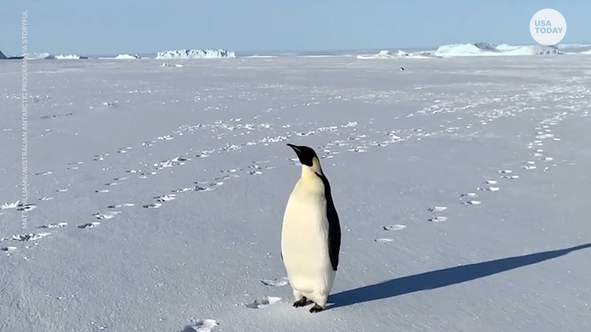 Emperor penguin joins Australian explorers' trek in Antarctica