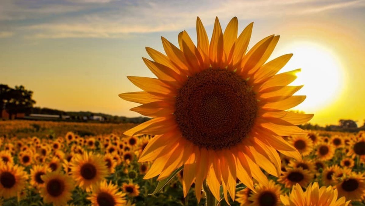 Happy news for 2020: Wisconsin farmer plants 2 million sunflowers