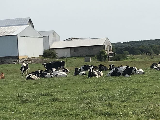 A grant from the U.S. Department of Agriculture will enable Penn State researchers to study the potential for SARS-CoV-2, the novel coronavirus that causes COVID-19, to infect and spread among livestock.