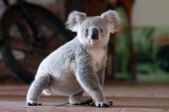 Netflix: Our favorite animals, from koalas to lemurs