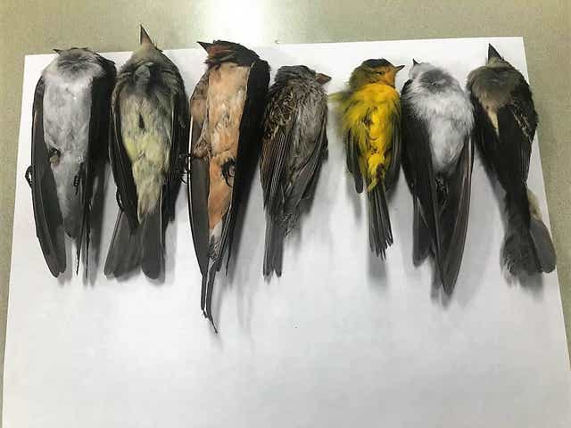 Birds are mysteriously dying in New Mexico in 'frightening' numbers
