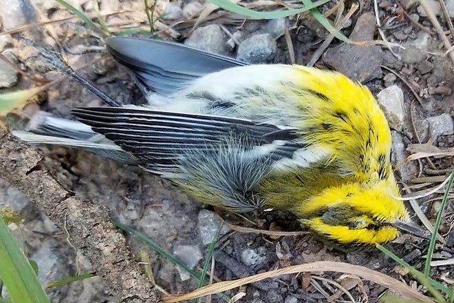 New Mexico researchers gather info from public on massive bird die-off