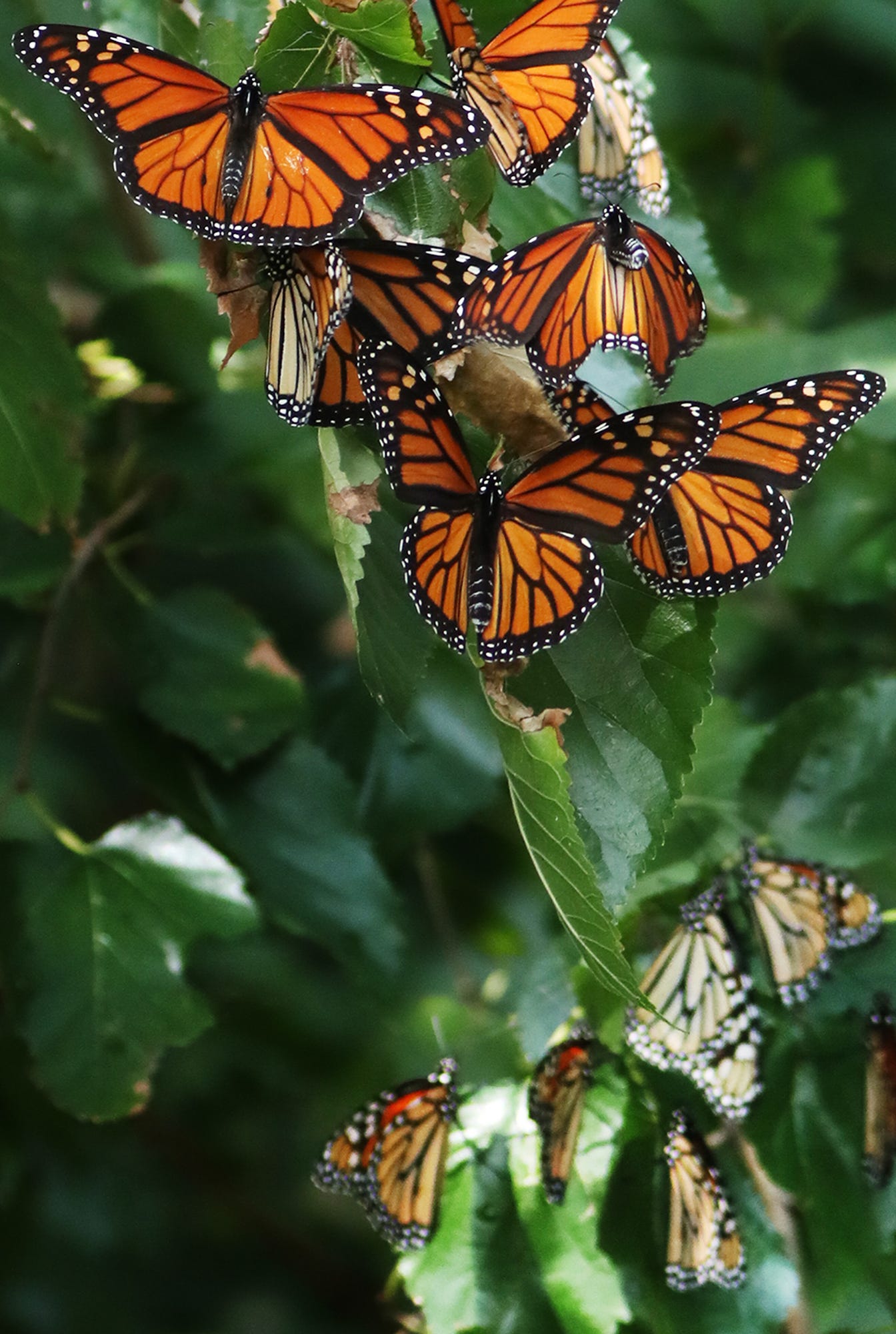 Hundreds of monarch butterflies rest along Lake Erie's shoreline