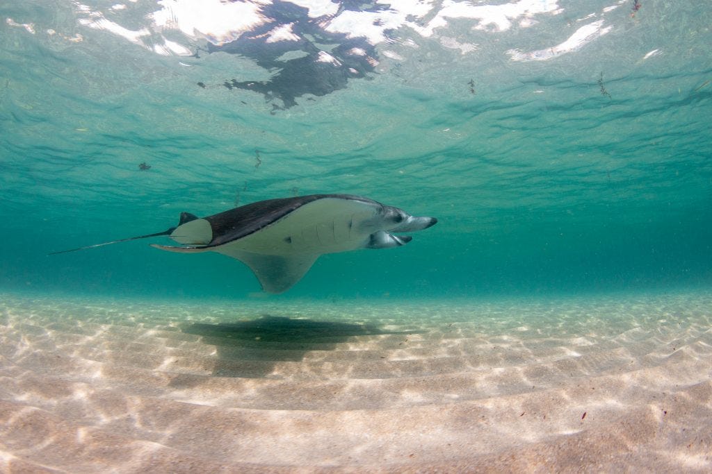 mother and baby manta ray mother and baby manta ray