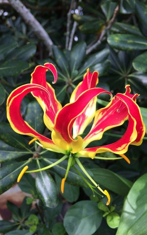For a century, these Gloriosa lilies have graced their Water Street landscape. 