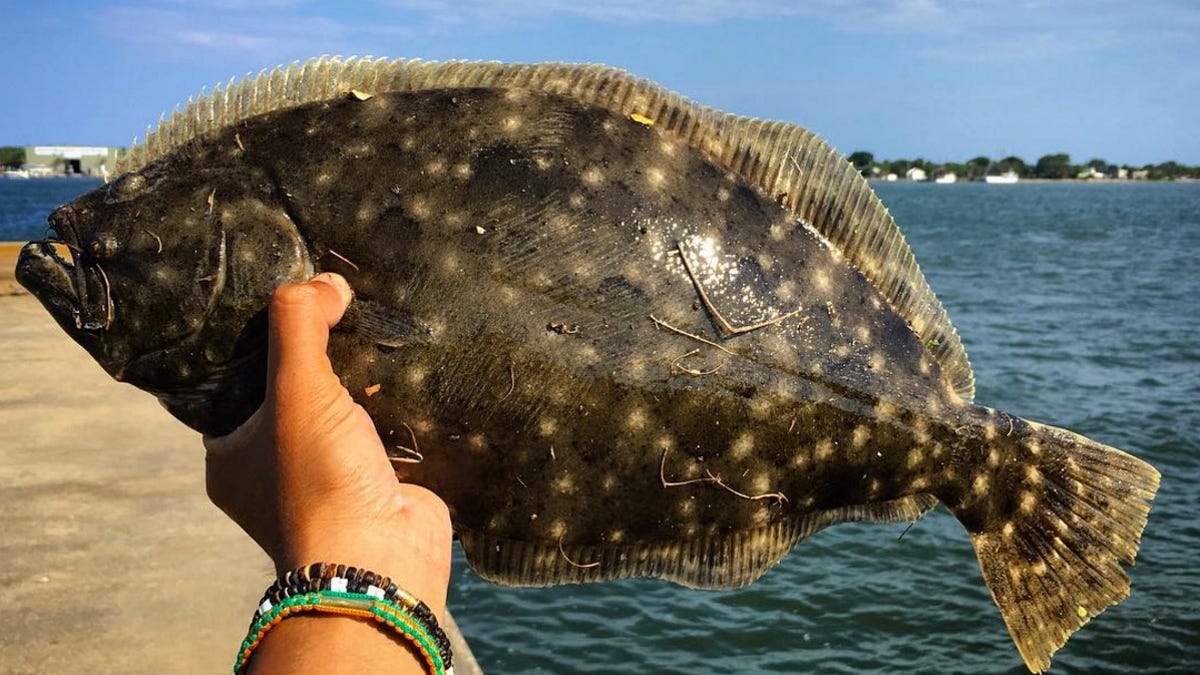 Outdoors Fwc Approves New Flounder Regulations Outdoors Fwc Approves New Flounder Regulations