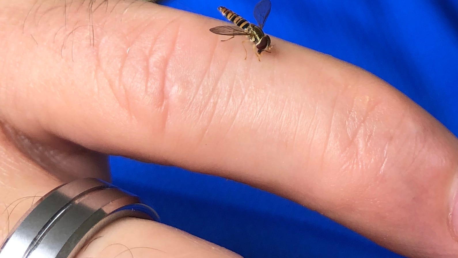 Answer Man Sweat bee annoyance? When do absentee ballot counts start?