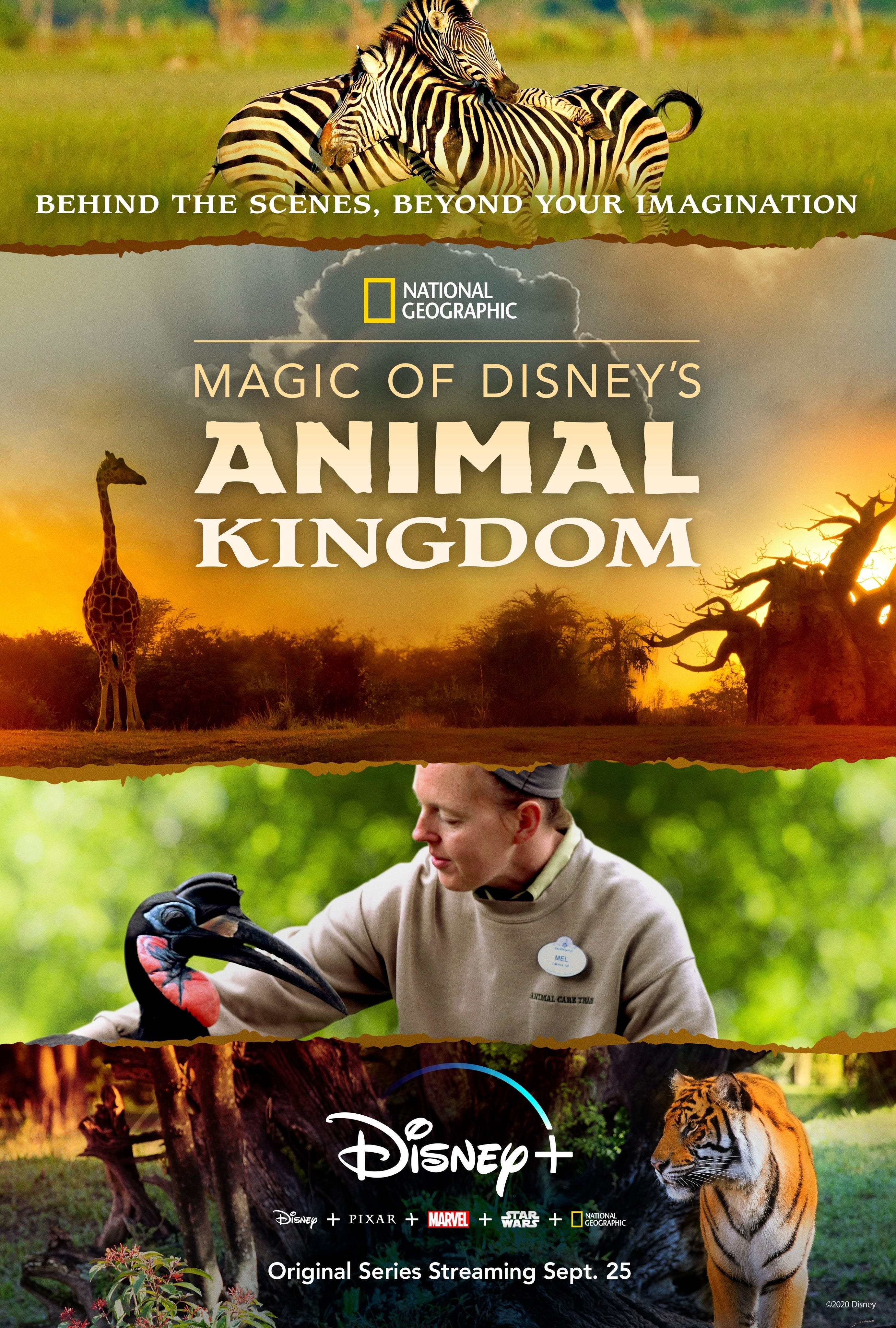 Get a behind-the-scenes look at Disney's Animal Kingdom