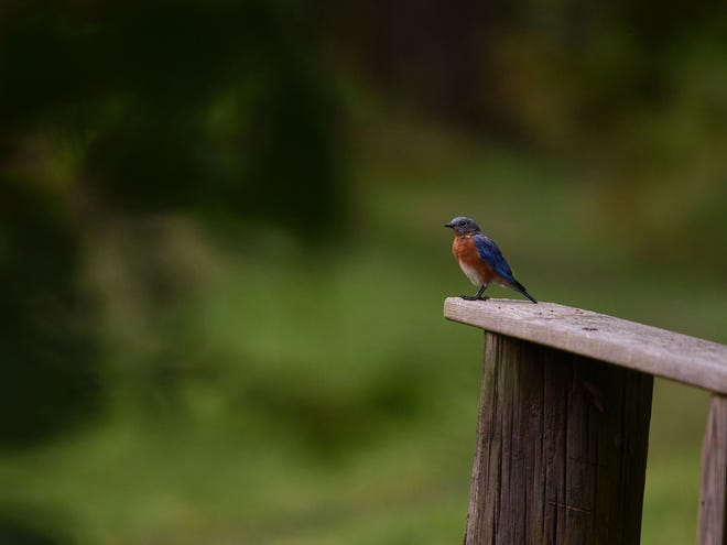 The Cottonwood Trail Boardwalk Restoration Project is almost completed, with an official reopening of the boardwalk later this month. A bluebird along the Cottonwood Trail in Spartanburg, Tuesday morning, September 15, 2020. 