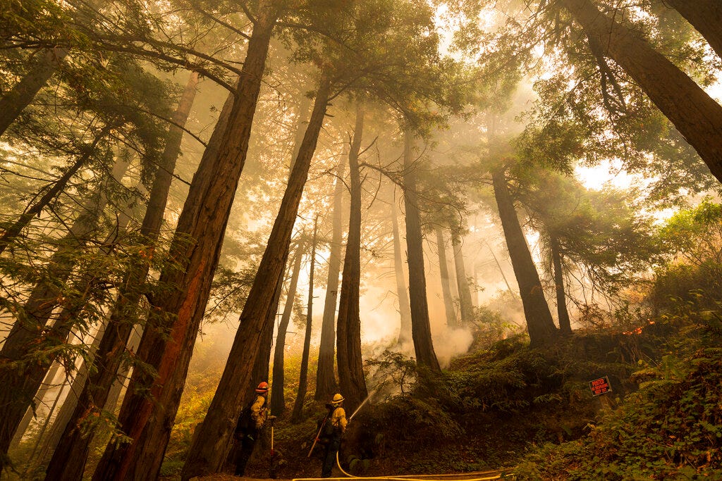 A firefighter shoots an incendiary device during a back burn  to help control the Dolan Fire at Limekiln State Park in Big Sur, Calif., Sept. 11, 2020.