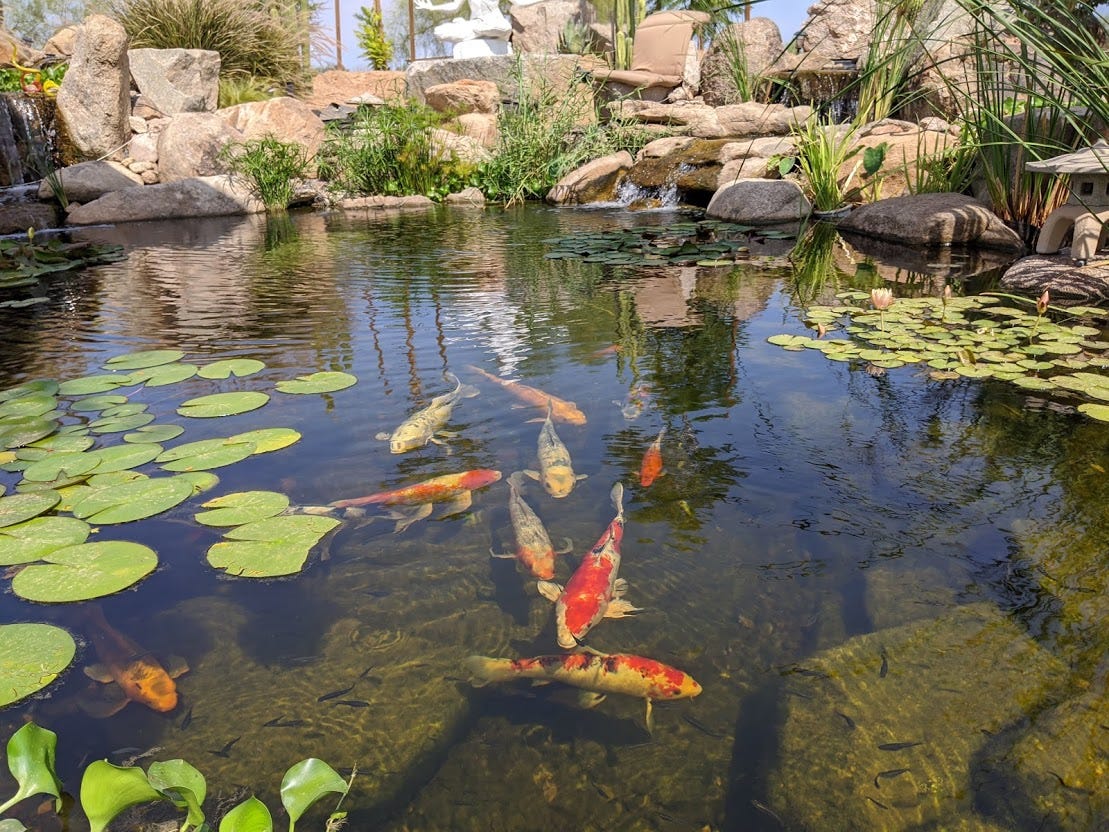 Phoenix-area man creates backyard oasis with massive pond, fish galore