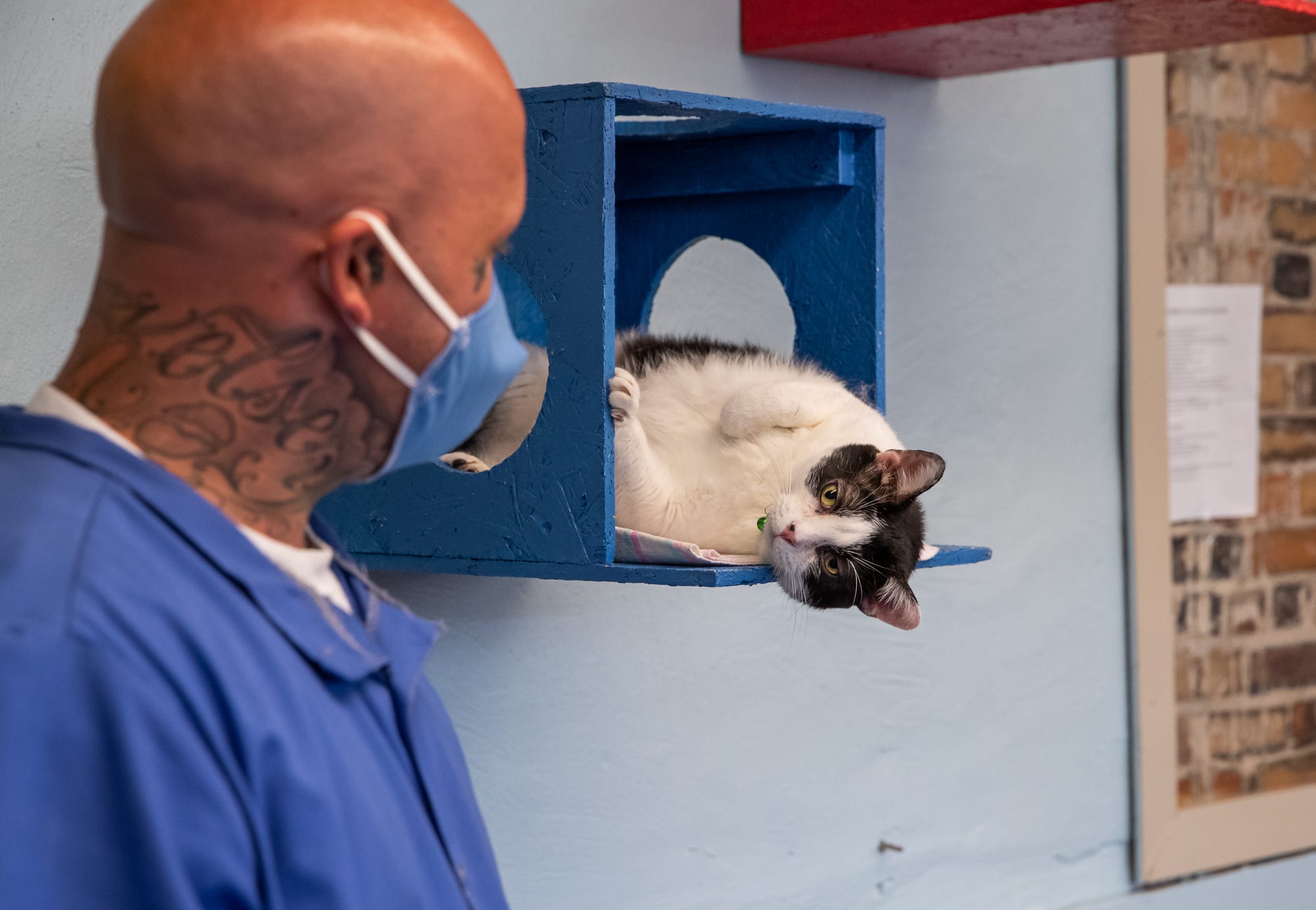 Cats, inmates rehabilitate each other through animal care program