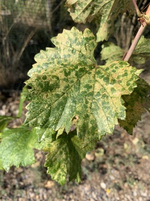 The blotchy, speckled surface on this grape leaf in Placitas is a classic symptom of leafhopper damage.