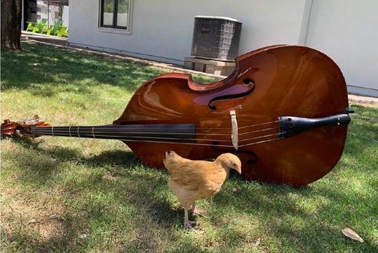 Photo from student instruments at home with animals assignment at the Arizona School for the Arts.