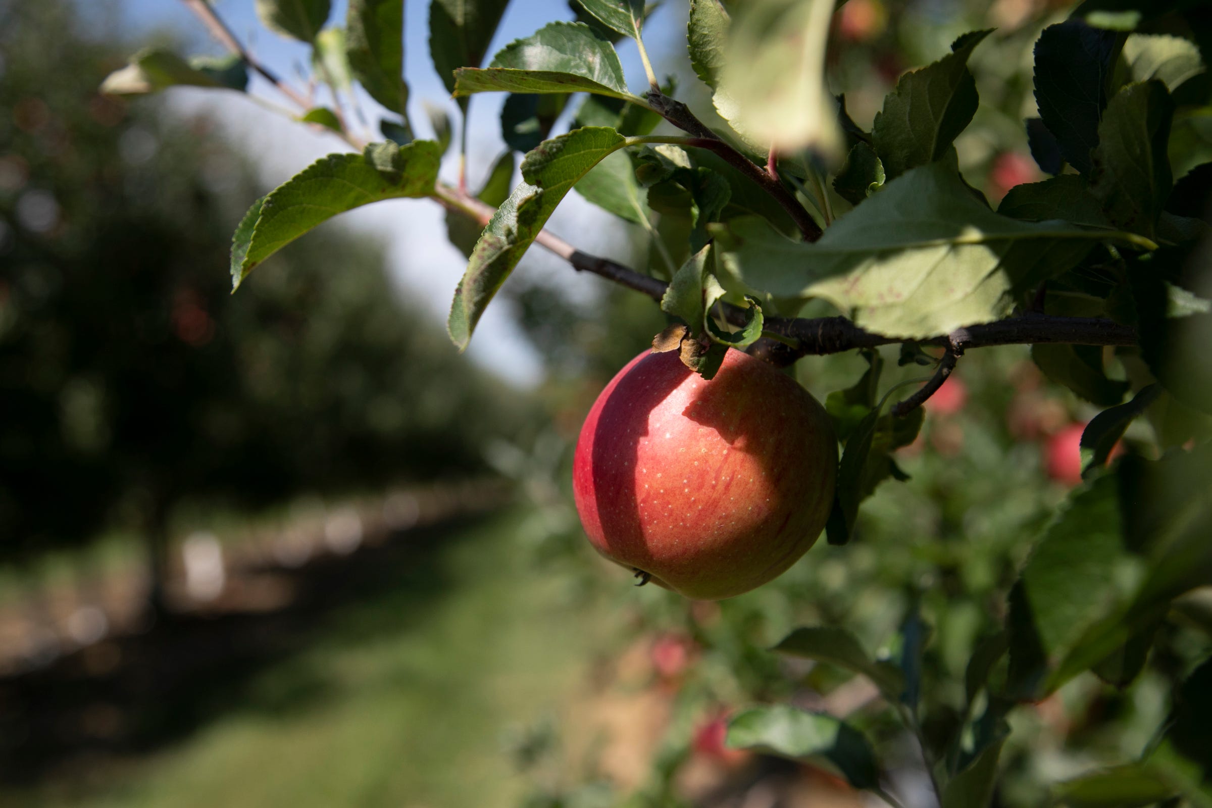 Gala apples are nearly ready for picking in August near Grand Rapids.