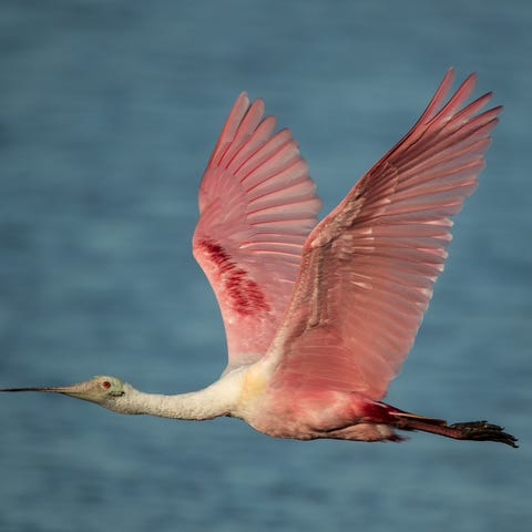 Roseate Spoonbills are a highlight of J.N. 