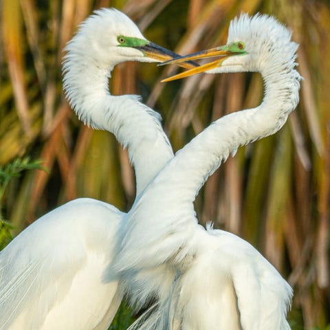 Great egrets are among the many species found at G