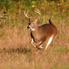 The Ohio Department of Natural Resources Division of Wildlife has identified a positive test for Chronic Wasting Disease in a wild Ohio white-tailed deer in Wyandot County.