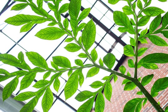 Austin Peay State University’s greenhouse has been the host to a special guest for two years and now that guest has a friend.