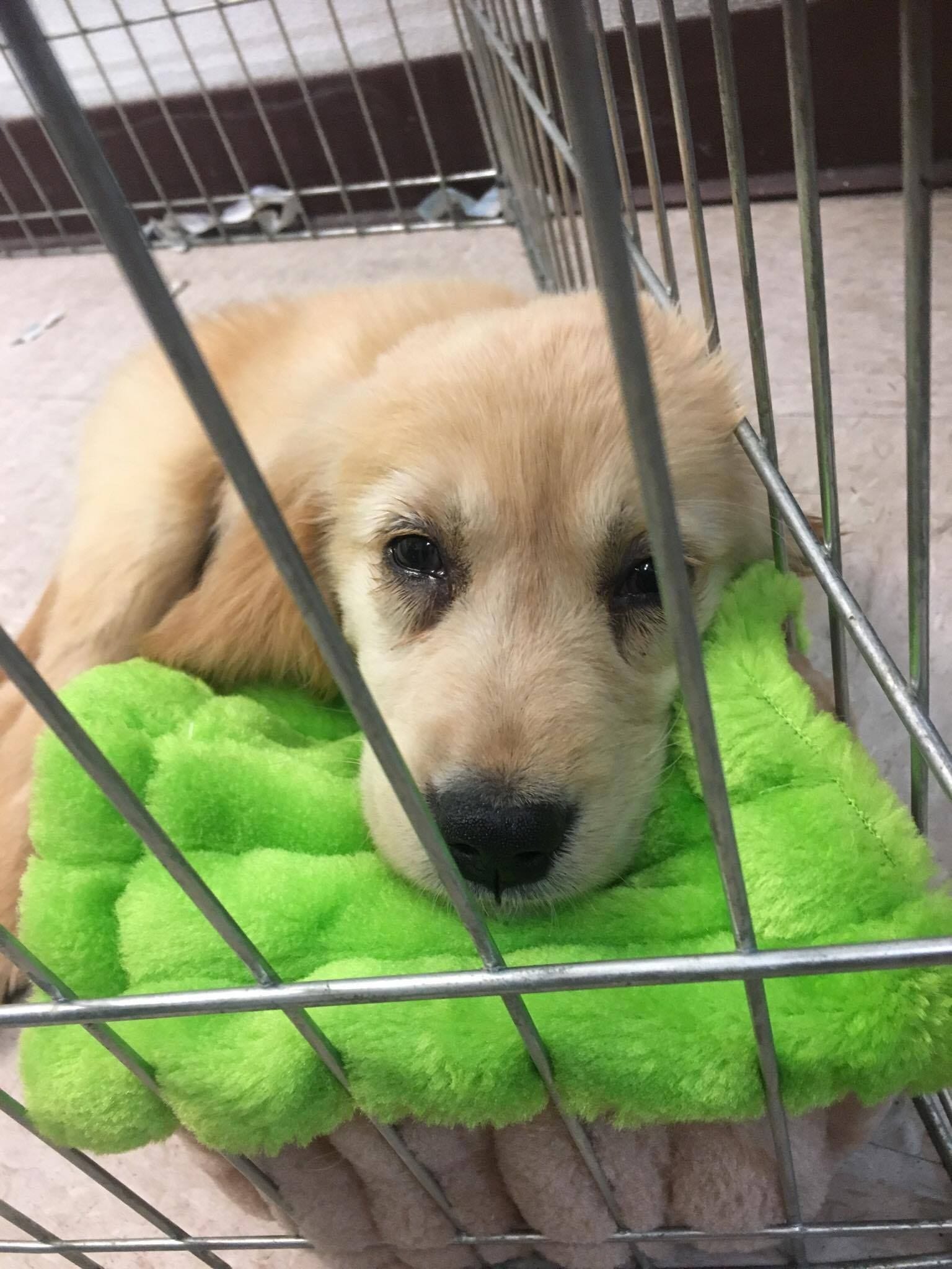 pet shop that sells puppies