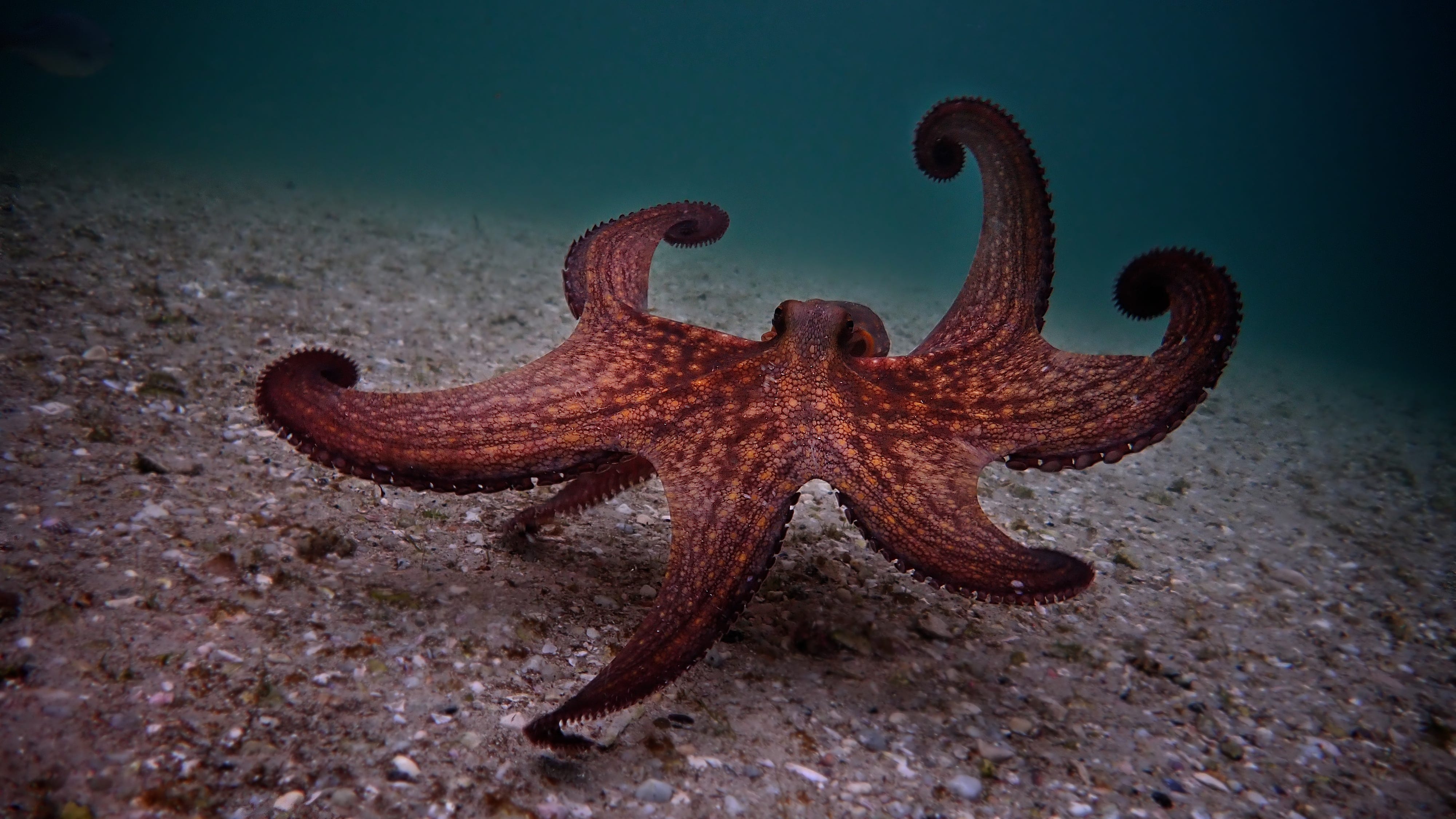 My Octopus Teacher Netflix Documentary Is An Unexpected Tearjerker My Octopus Teacher Netflix Documentary Is An Unexpected Tearjerker