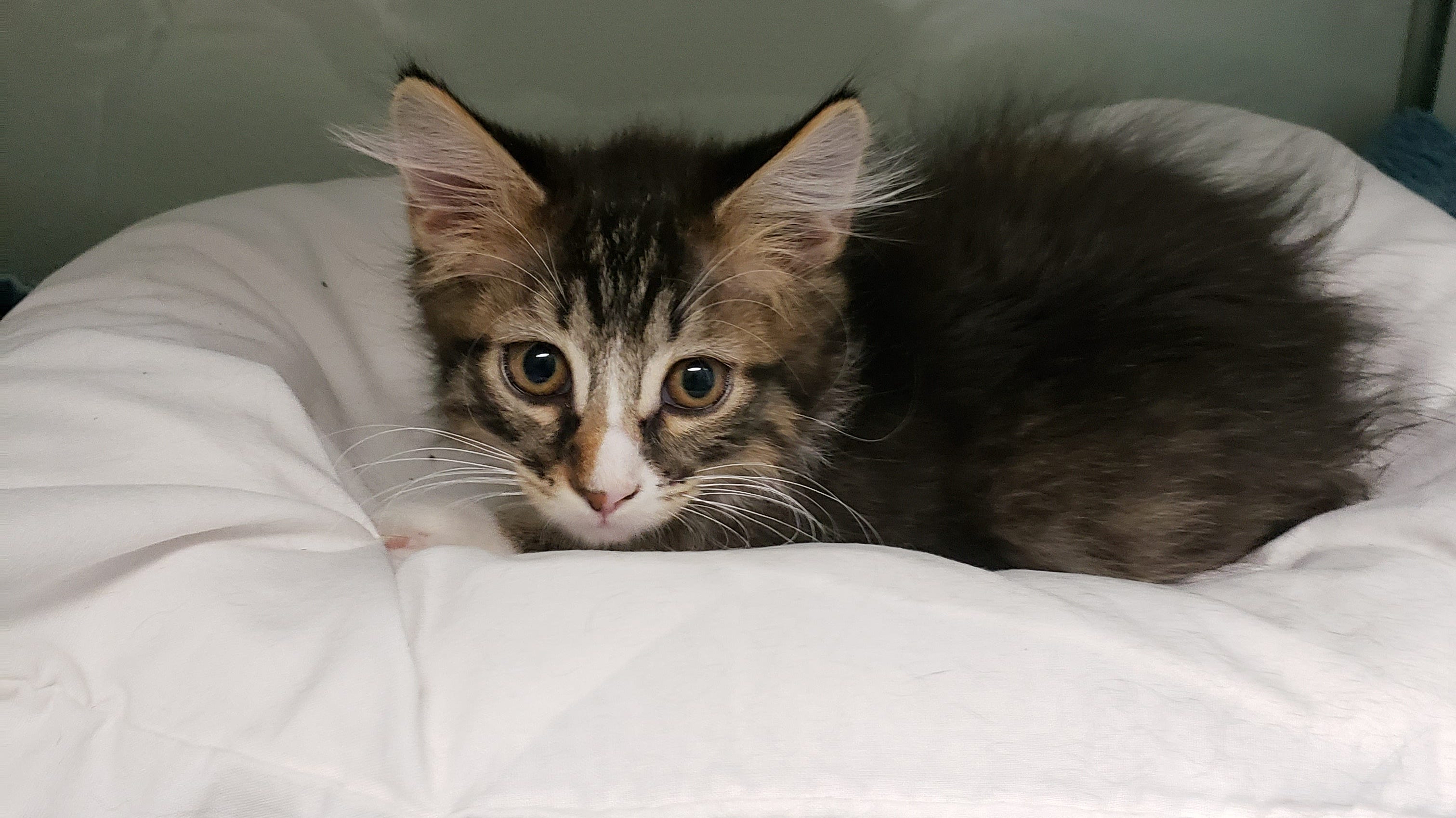 Northleach gloucestershire market square britainexpress Cat tests positive for rabies in Sparta