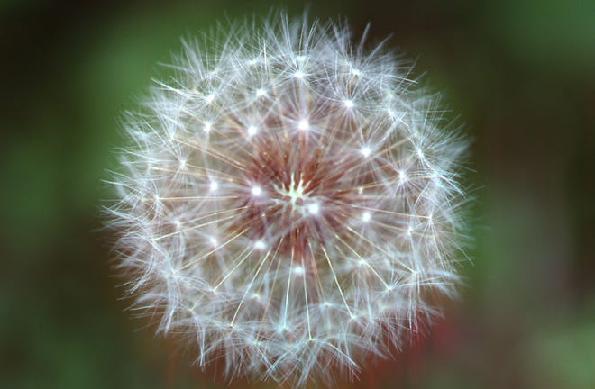 Dandelions form “blow balls” to disperse seeds by wind.