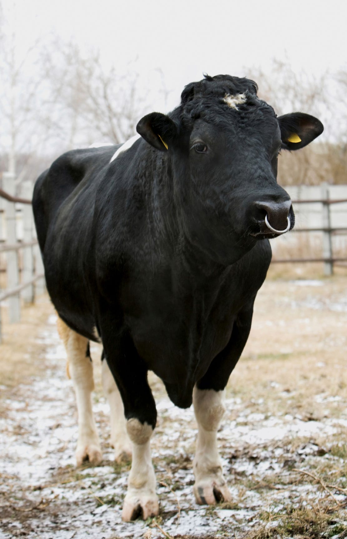 encounter with a bull