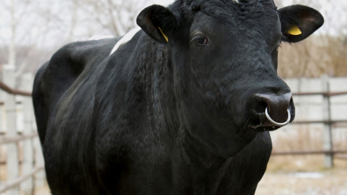 Not Everyone Lives To Tell About An Encounter With A Bull