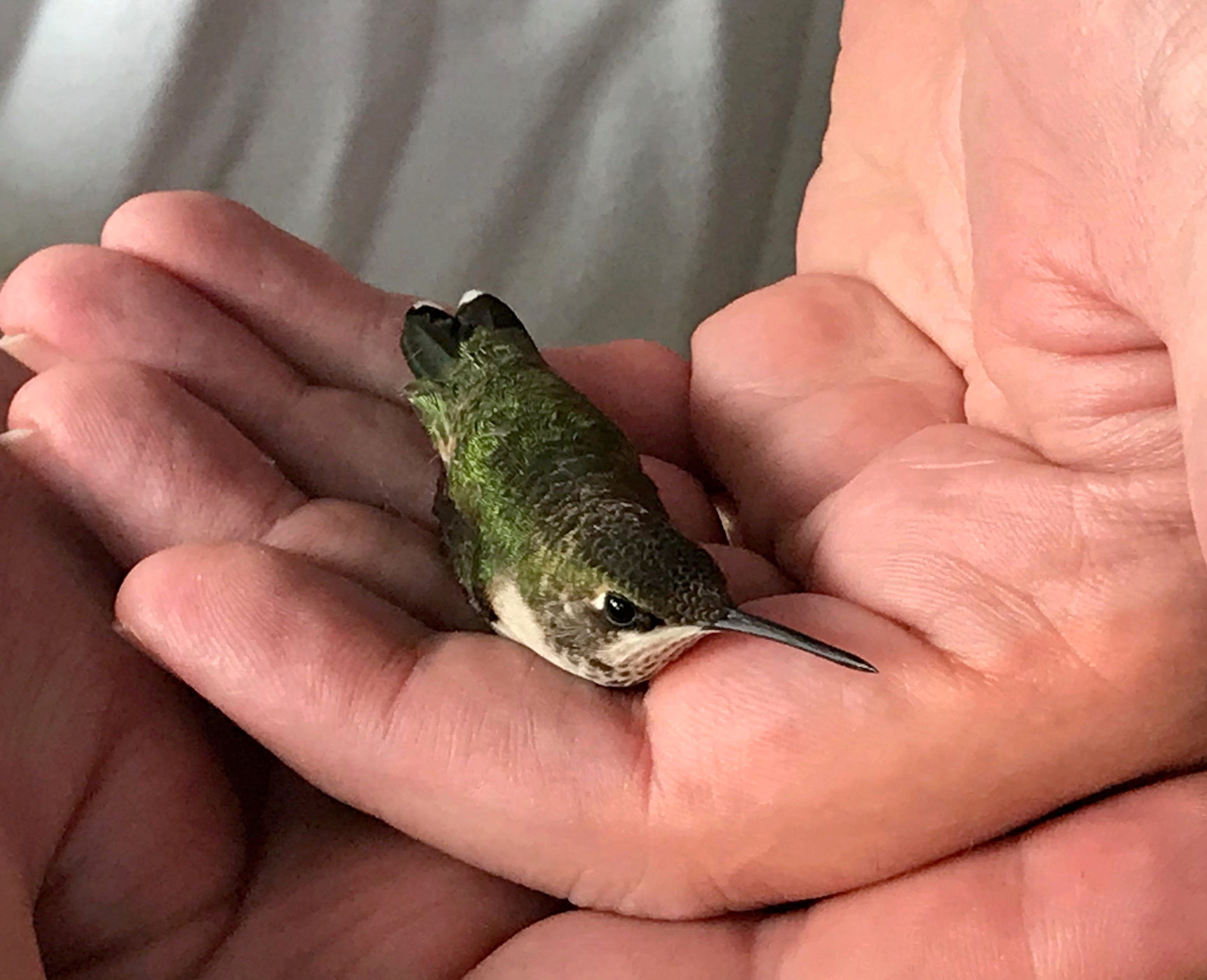 all about hummingbirds