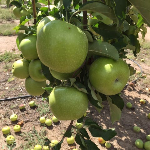 Apple Annie's Orchard in Wilcox, Arizona