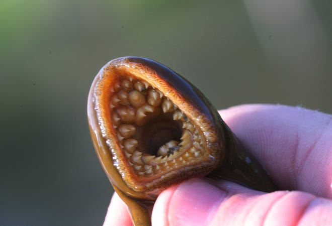 Researcher Nick Johnson, 27, of Rogers City, Mich., holds a sea lamprey on the banks of the Little Manistee River near Manistee, Mich. on May 11, 2009.