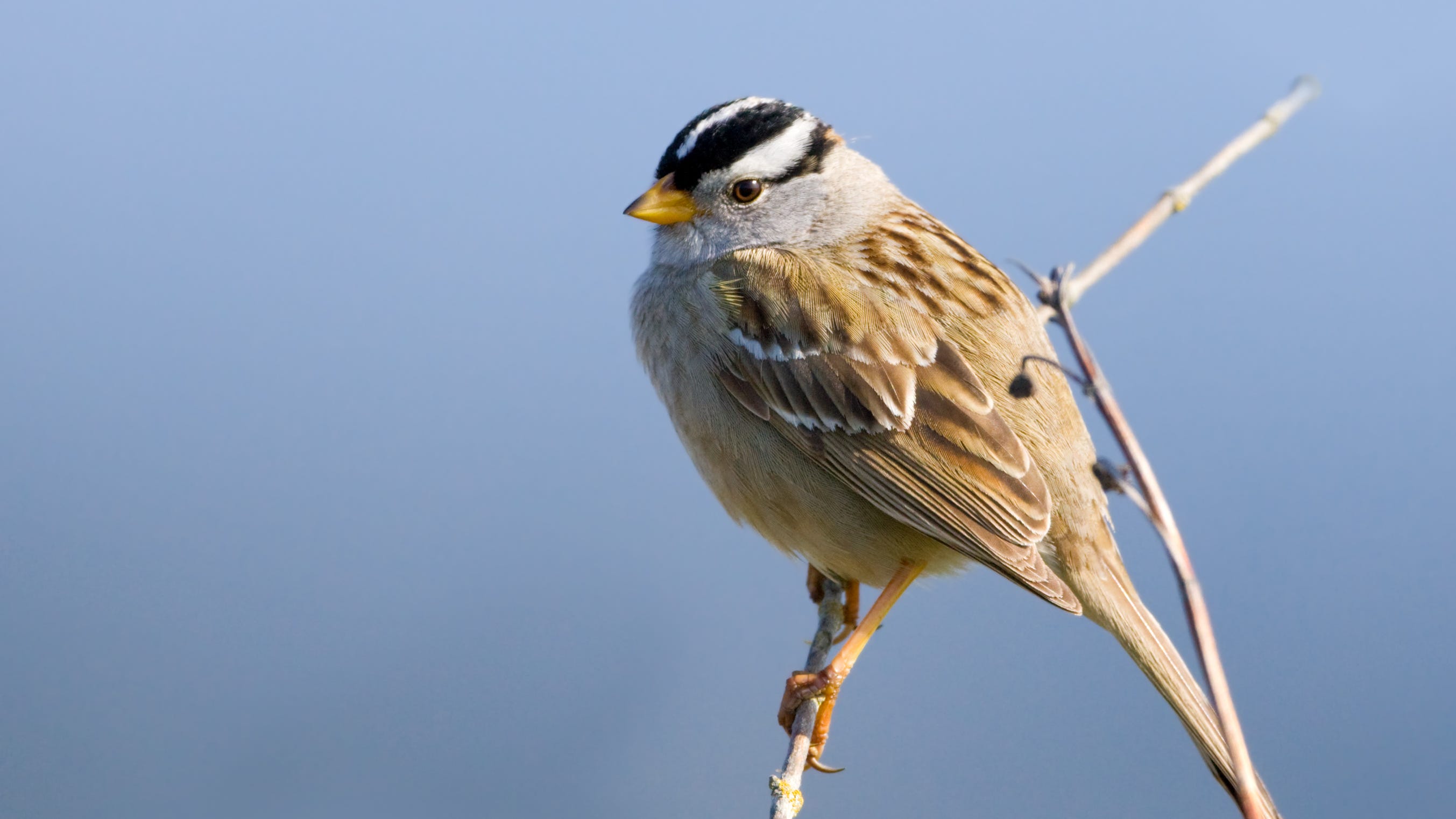 During COVID19 lockdown, San Francisco birds sang a new, sexier song